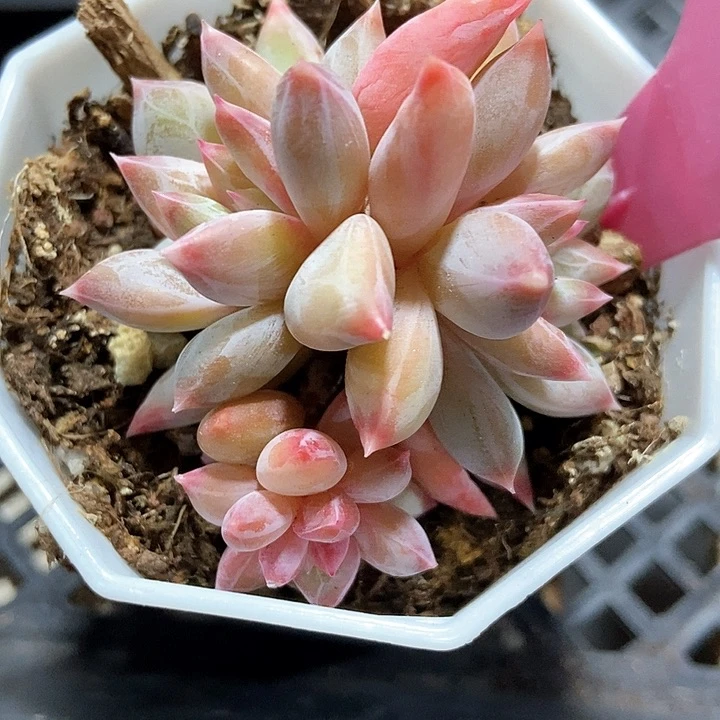 多肉植物幻影美人148