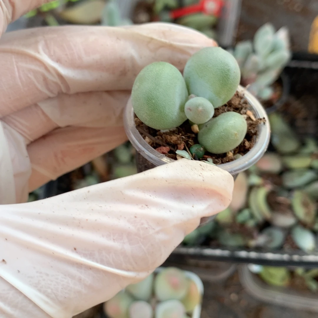 黄金鸡蛋大叶奶大叶奶