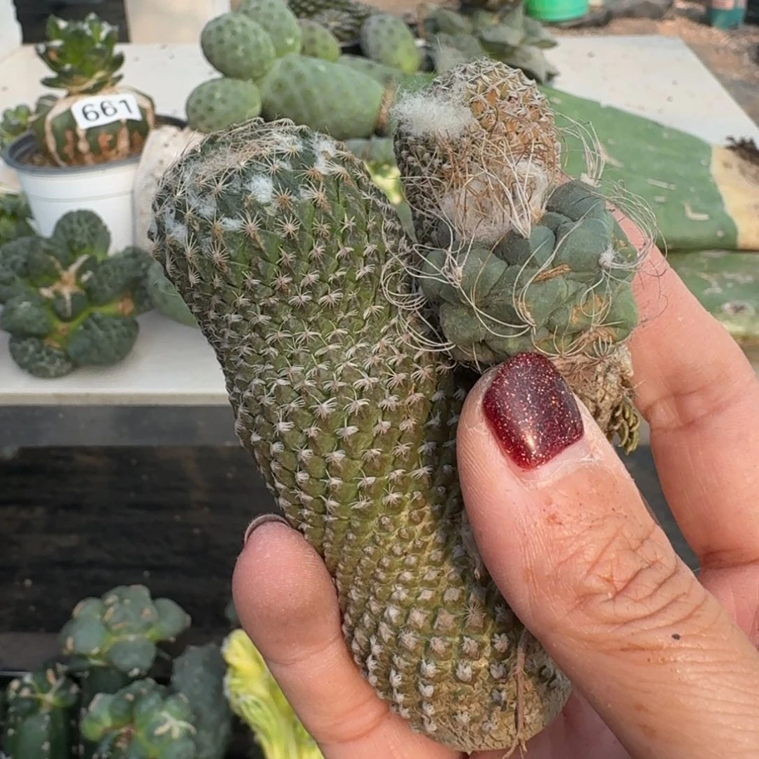 【闪购商品】无花朵清货银牡丹娇丽组合