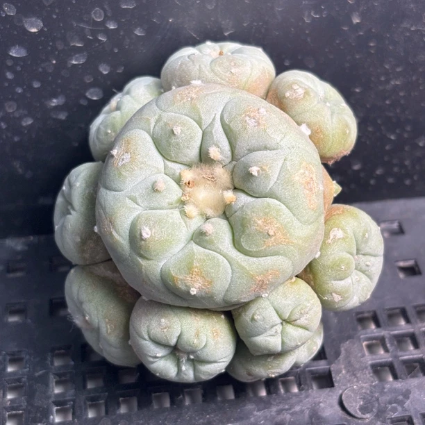 仙人球 有根  一物一拍 DP48