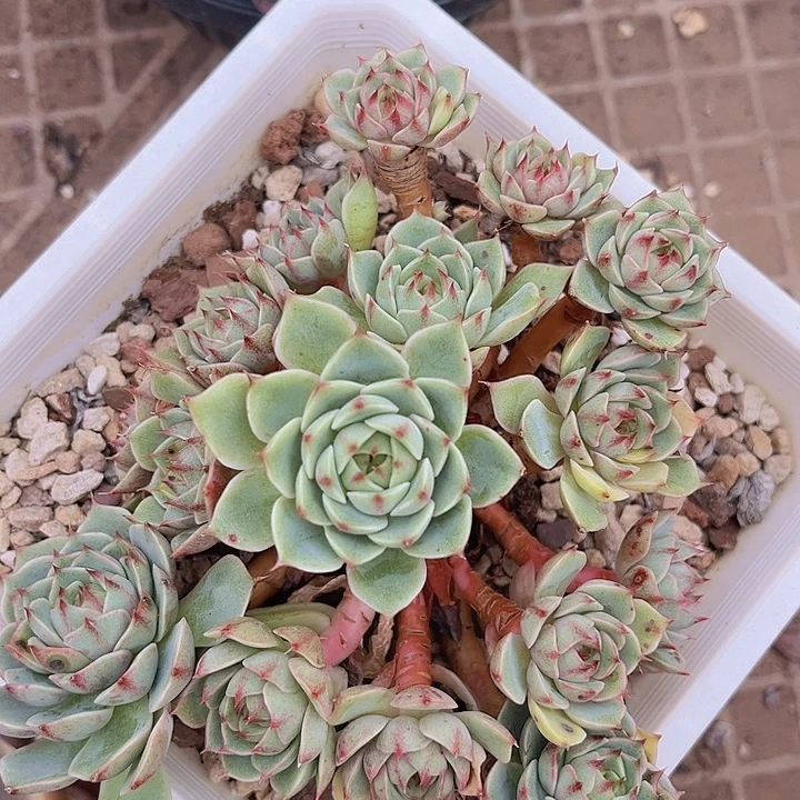 笨吧2662多肉植物