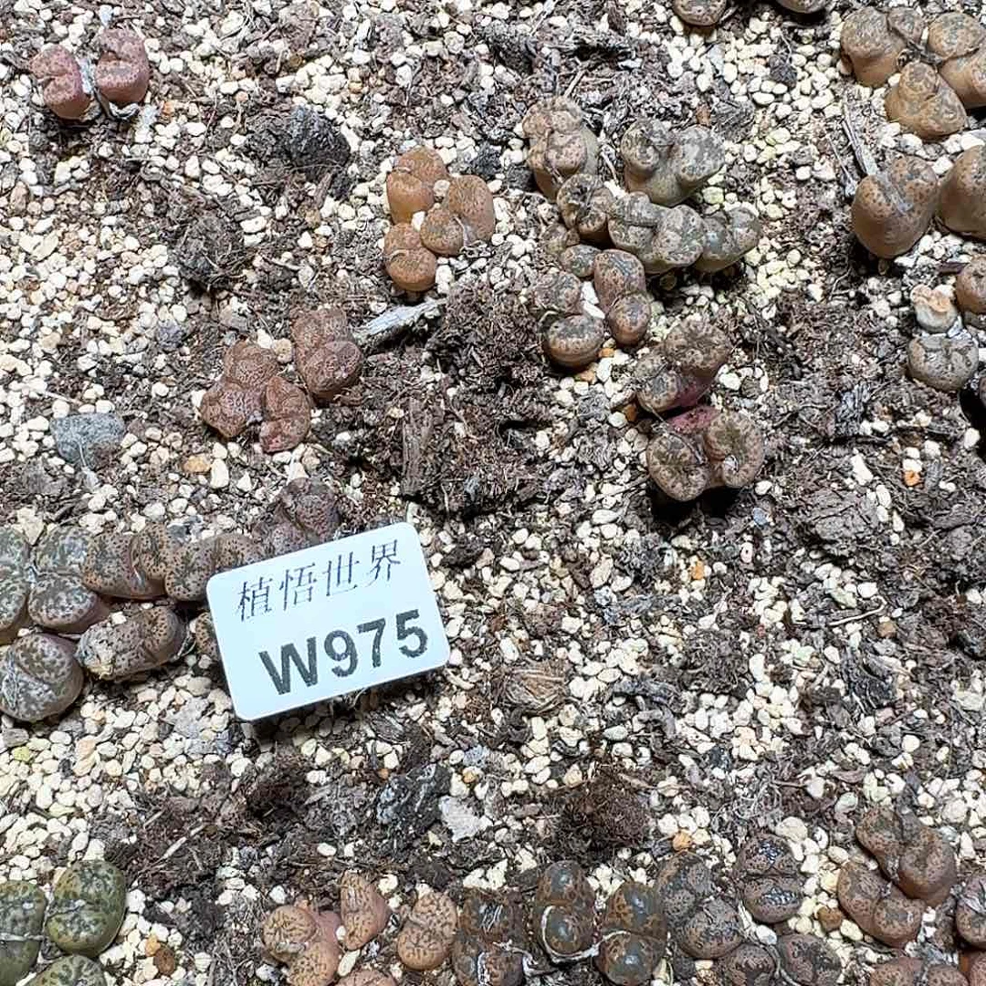 米**?975号多肉植物哇f vv