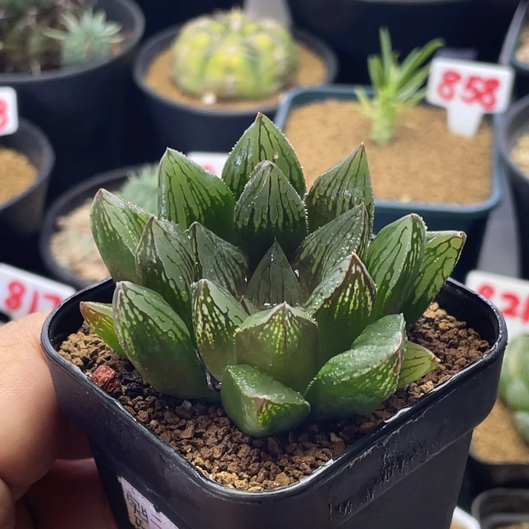实生短叶血色龙牙