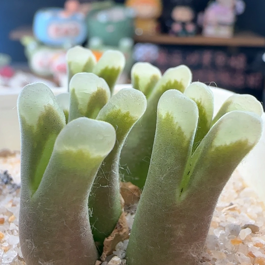 0116/极窗风铃/长腿福利/