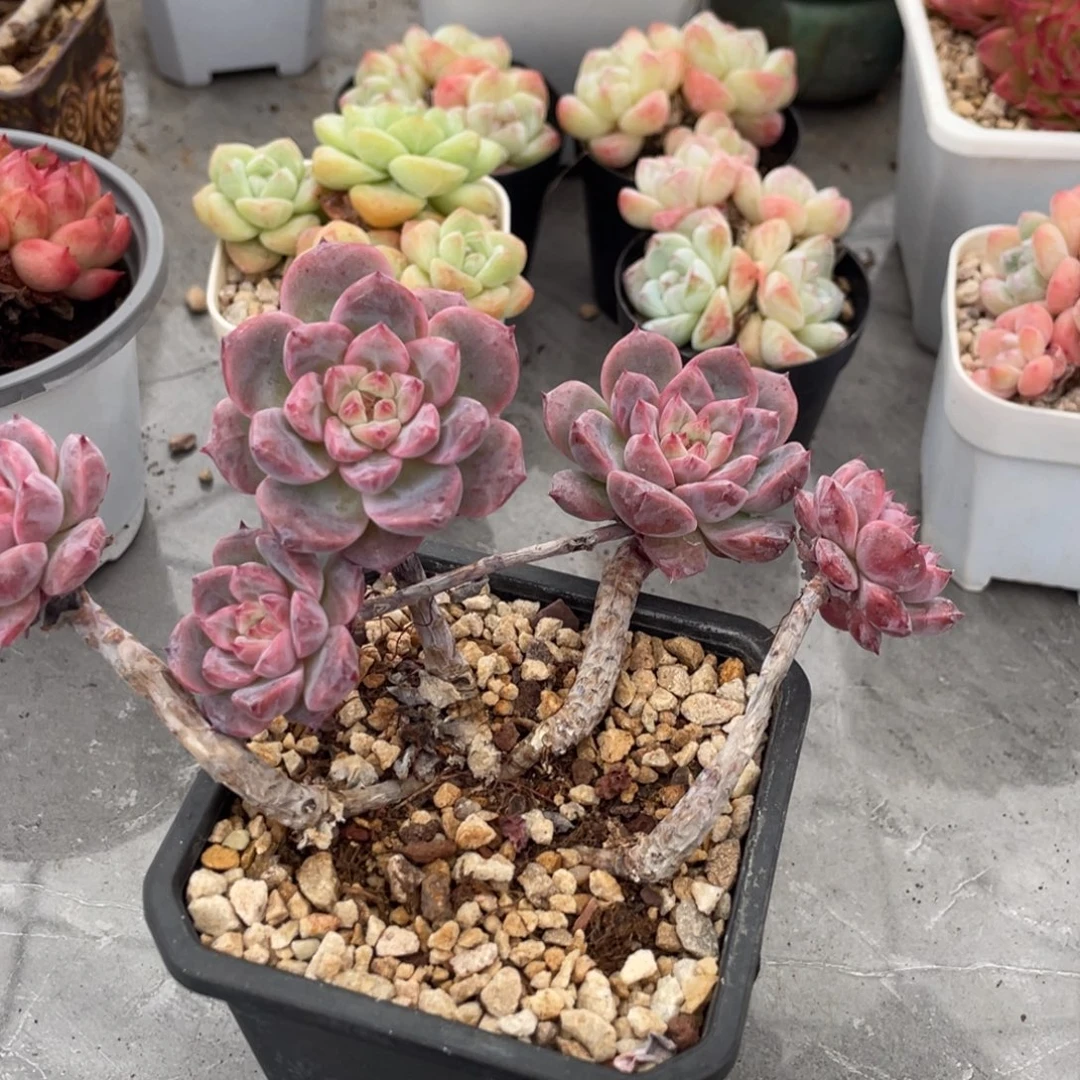 糖心霞光飘枝群生