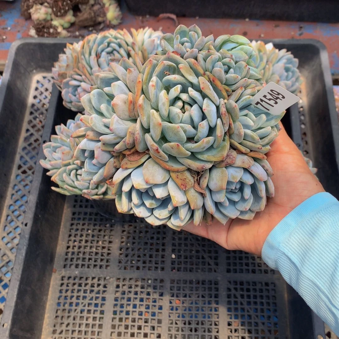 虚***幻71549多头一个嗯嗯嗯嗯嗯好喜欢