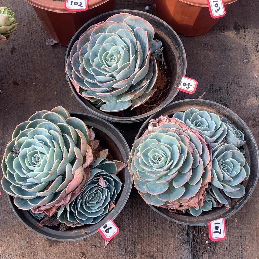 105-106-107三颗 一物一拍多肉