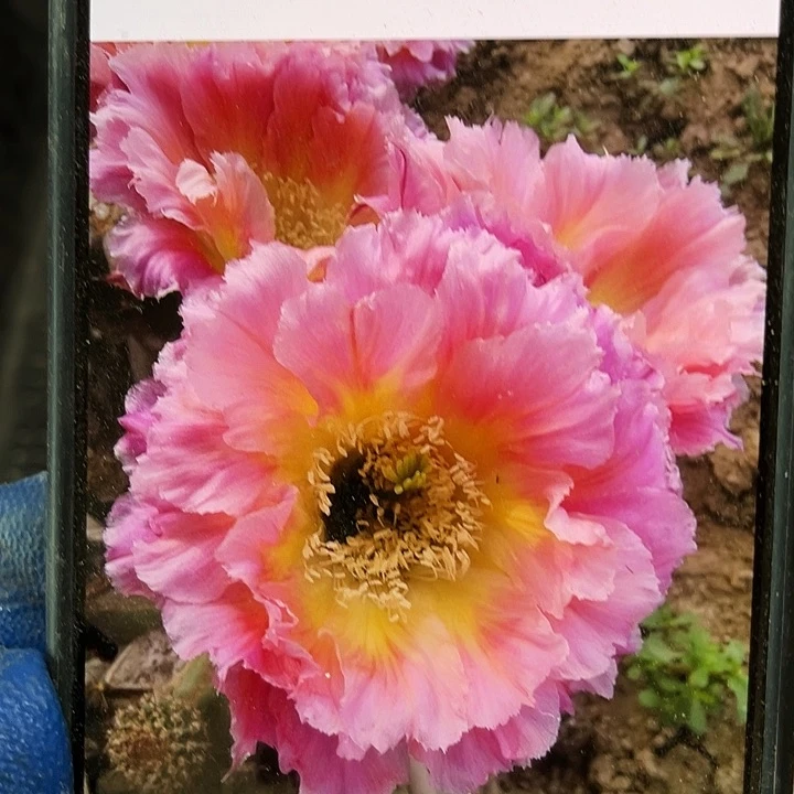 008侧芽歪5公分以上满18包邮