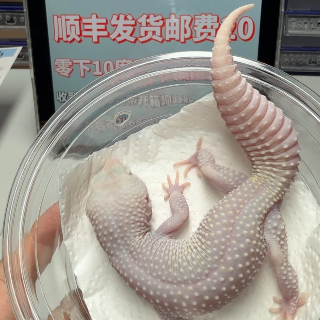 豹纹守宫雪花恶魔白酒妹妹