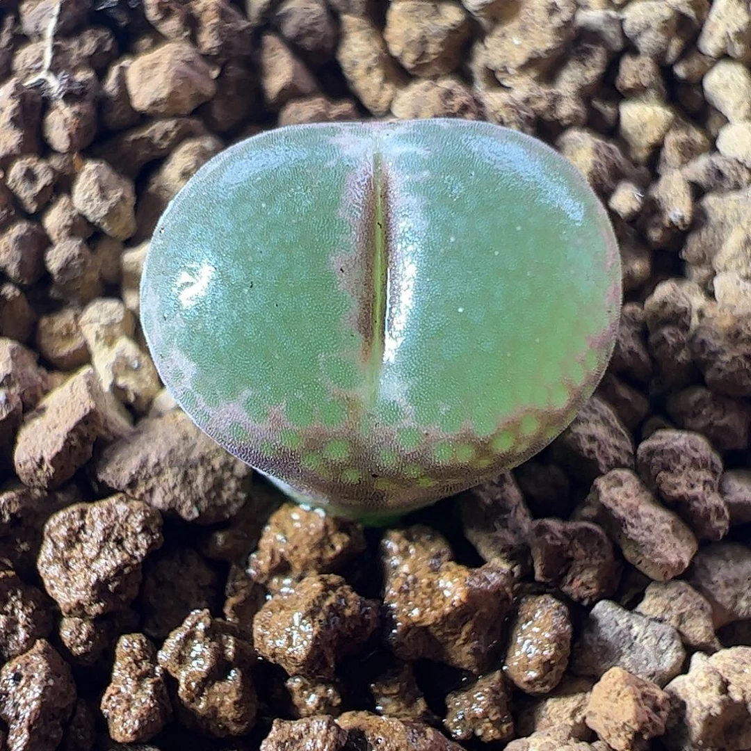 一物一拍脱土发。 37