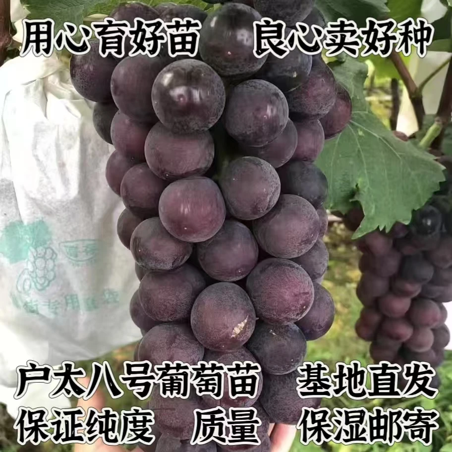 户太八号葡萄苗 (扦插苗)玉海苗木