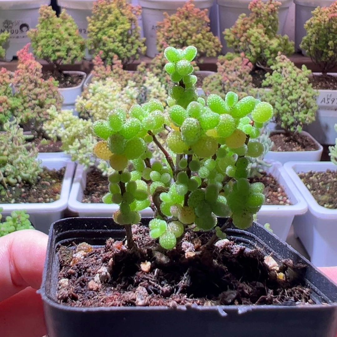 587金桔一物一拍带盆土发货