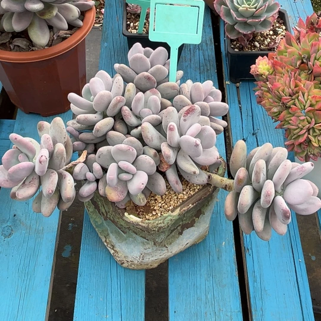 小雨多肉群生大叶奶