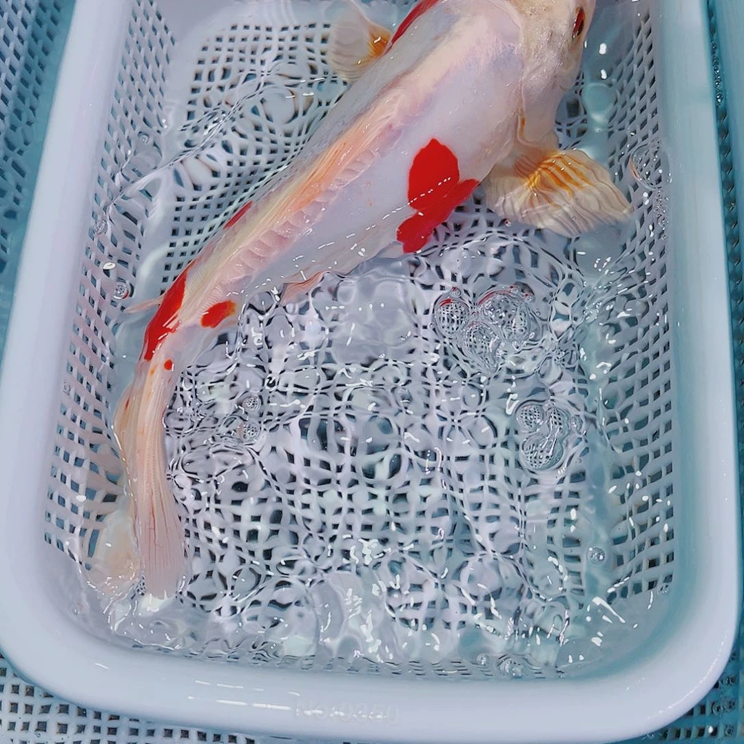 锦鲤锦鲤冷水鱼观赏103