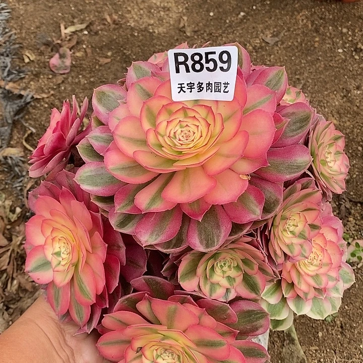 多肉植物倾城859多肉