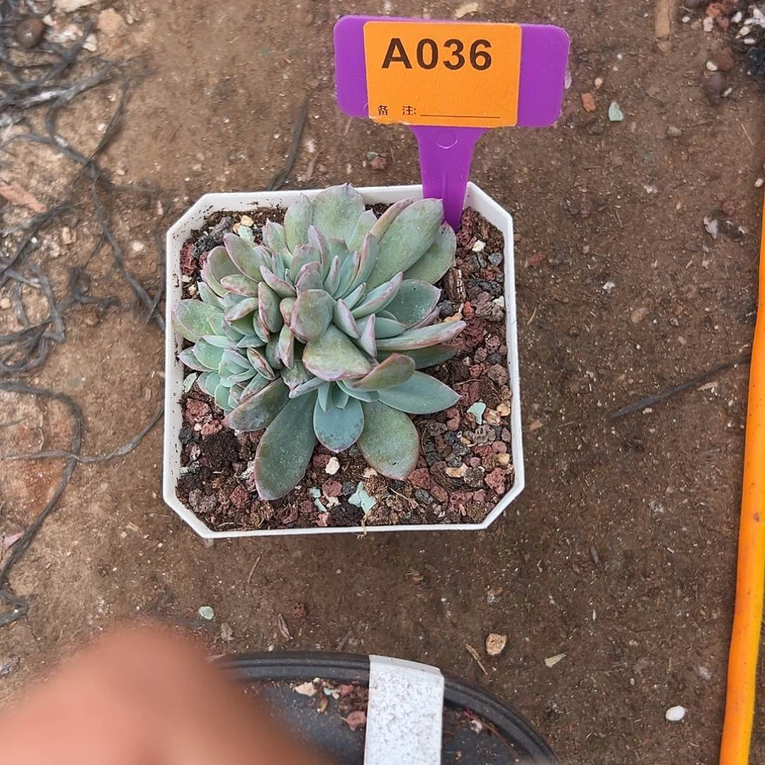 冰***蕾多肉植物一物一拍