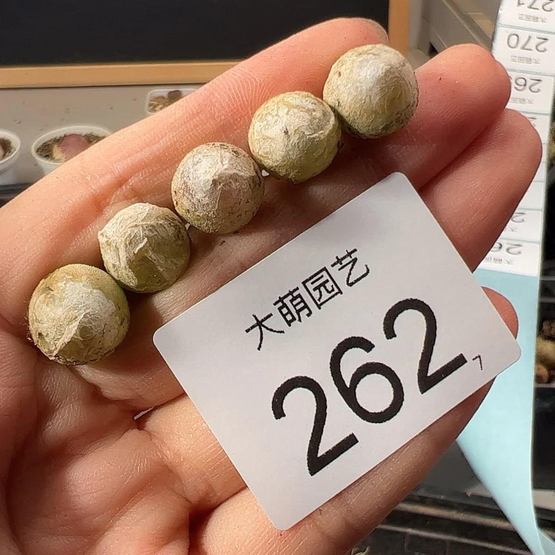 0000262 一物一拍