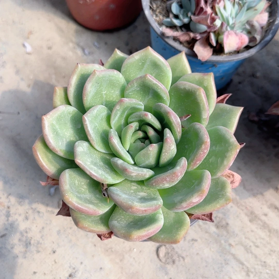 无花朵香槟大单头特价多肉