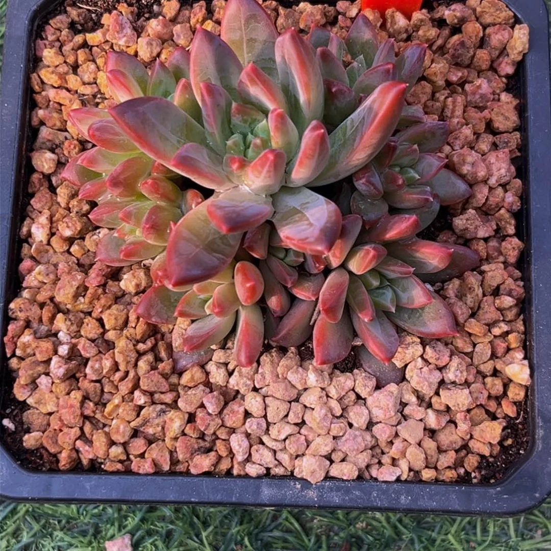 2605下午多肉植物群生