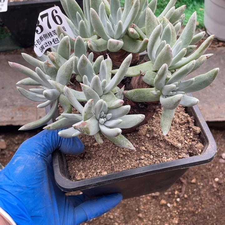 376号文森特多肉