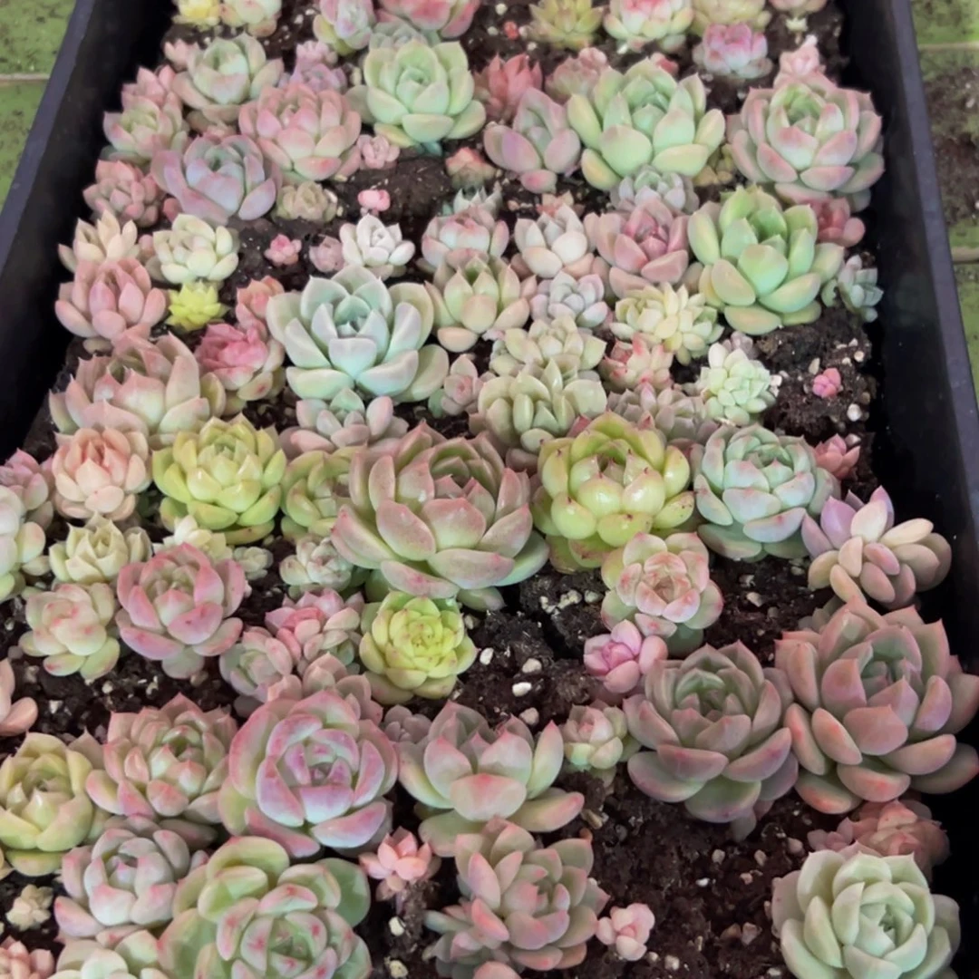 330大热天的一天q