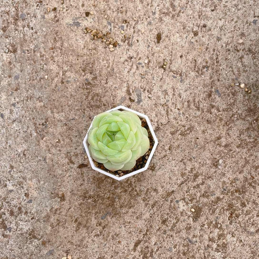 A*淘2001 中苗一个满25包邮