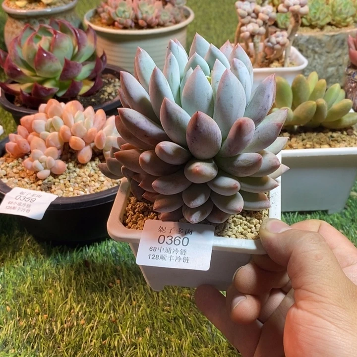 0360啊啊啊啊啊啊啊啊啊