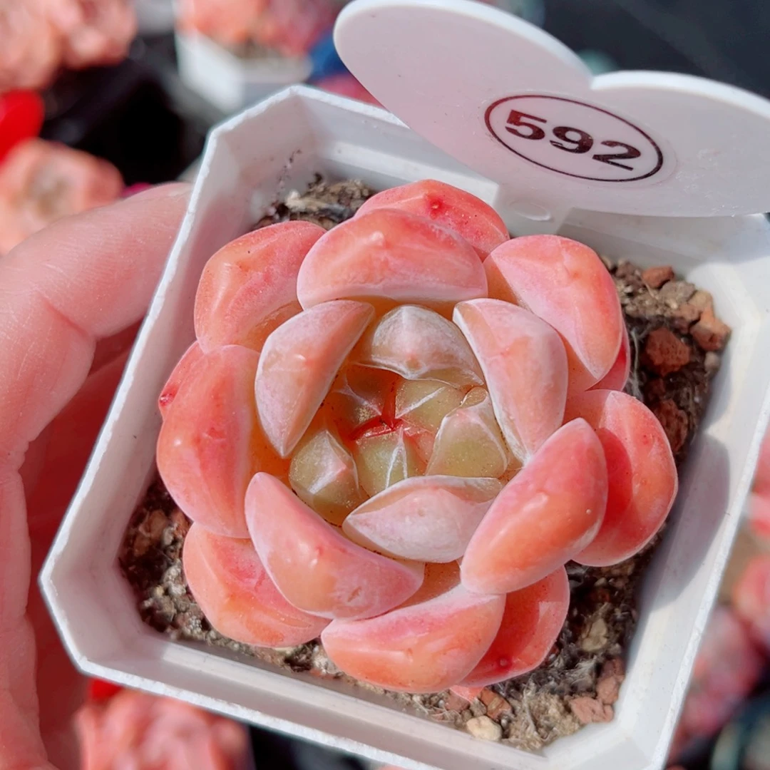 592号小老桩糖心单头