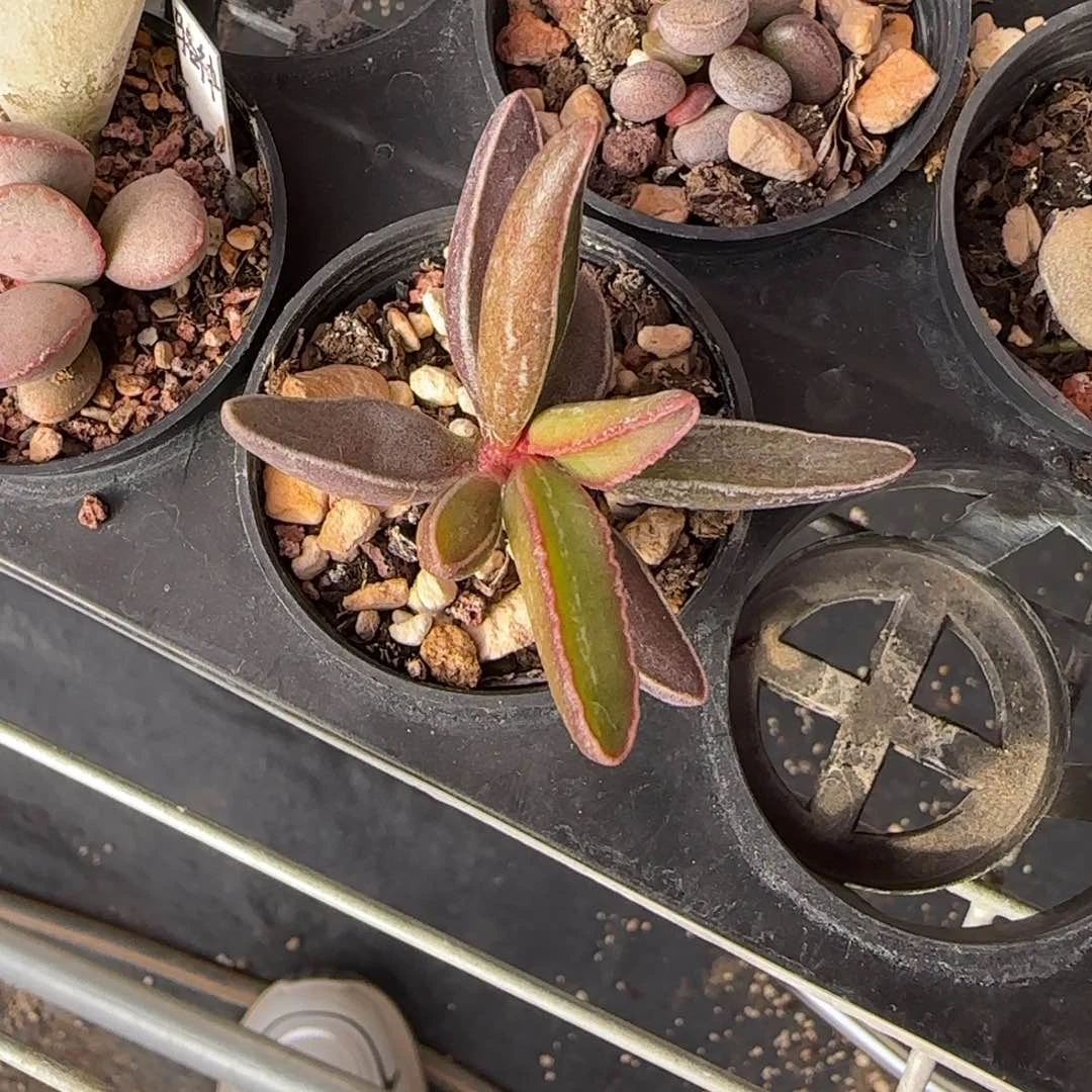 黑肌楞叶水泡多肉植物