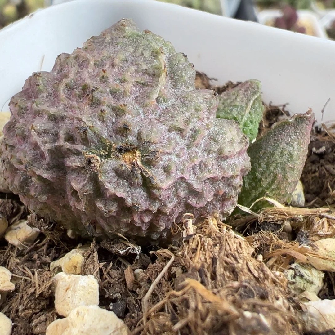 粉色圆胖实生新品大苗多肉植物