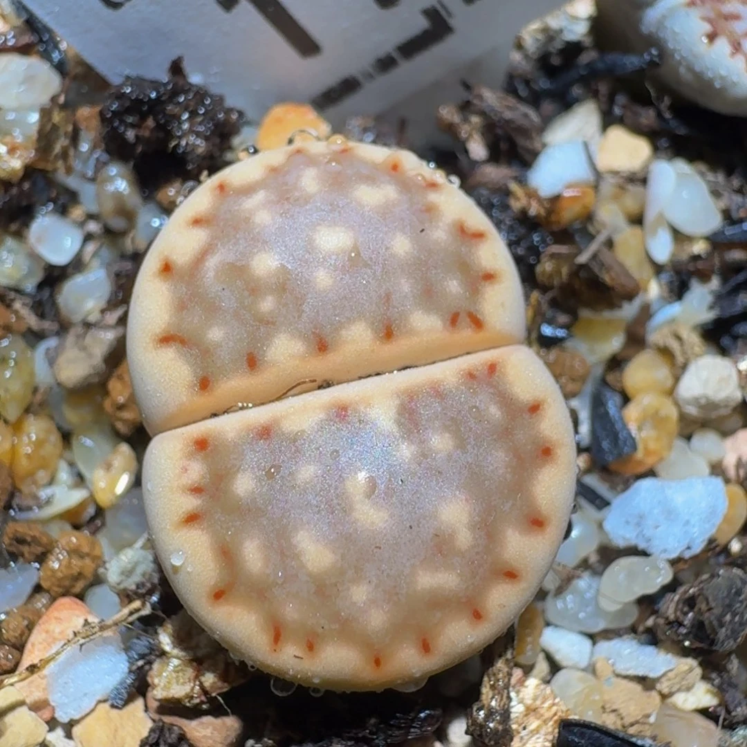 zzzz生石花肉锥1774