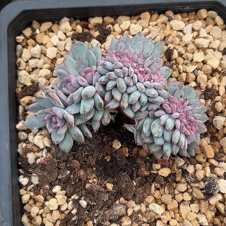 黑曼巴群生缀化多肉