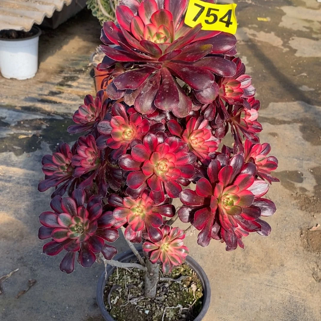 香奈多肉法师754