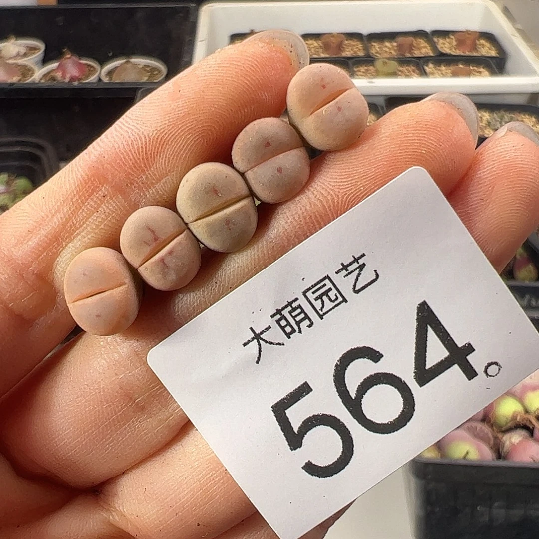 一物一拍        564