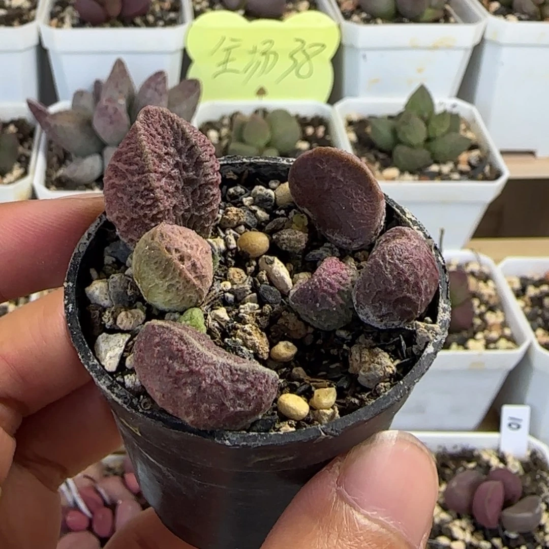 优选实生底叶，一物一拍