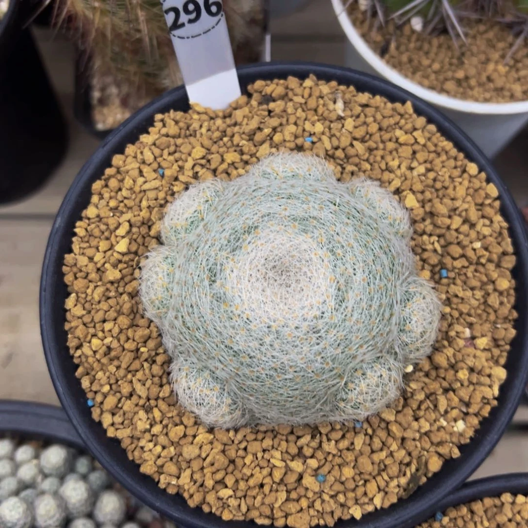 白娟仙人球多肉植物