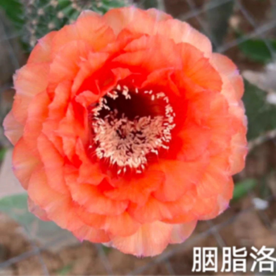 彩胭脂落无根侧芽4公分左右
