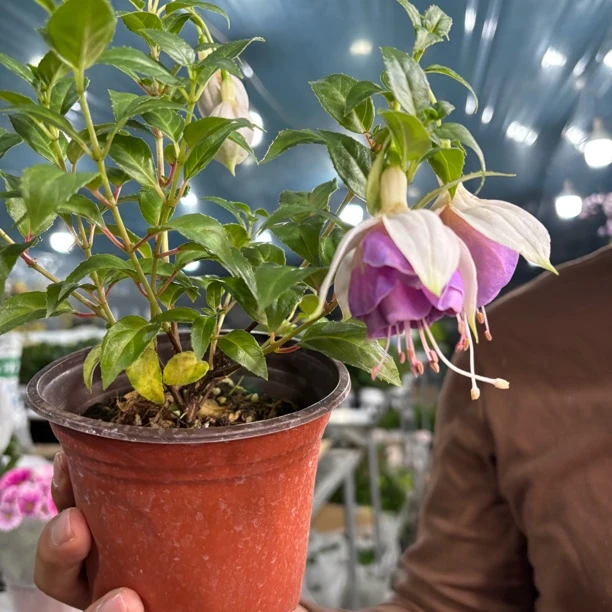 重瓣香芋紫倒挂金钟花苞比较生发货到手一盆