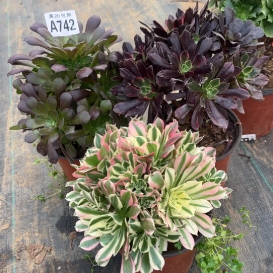 742三个法师不包断枝