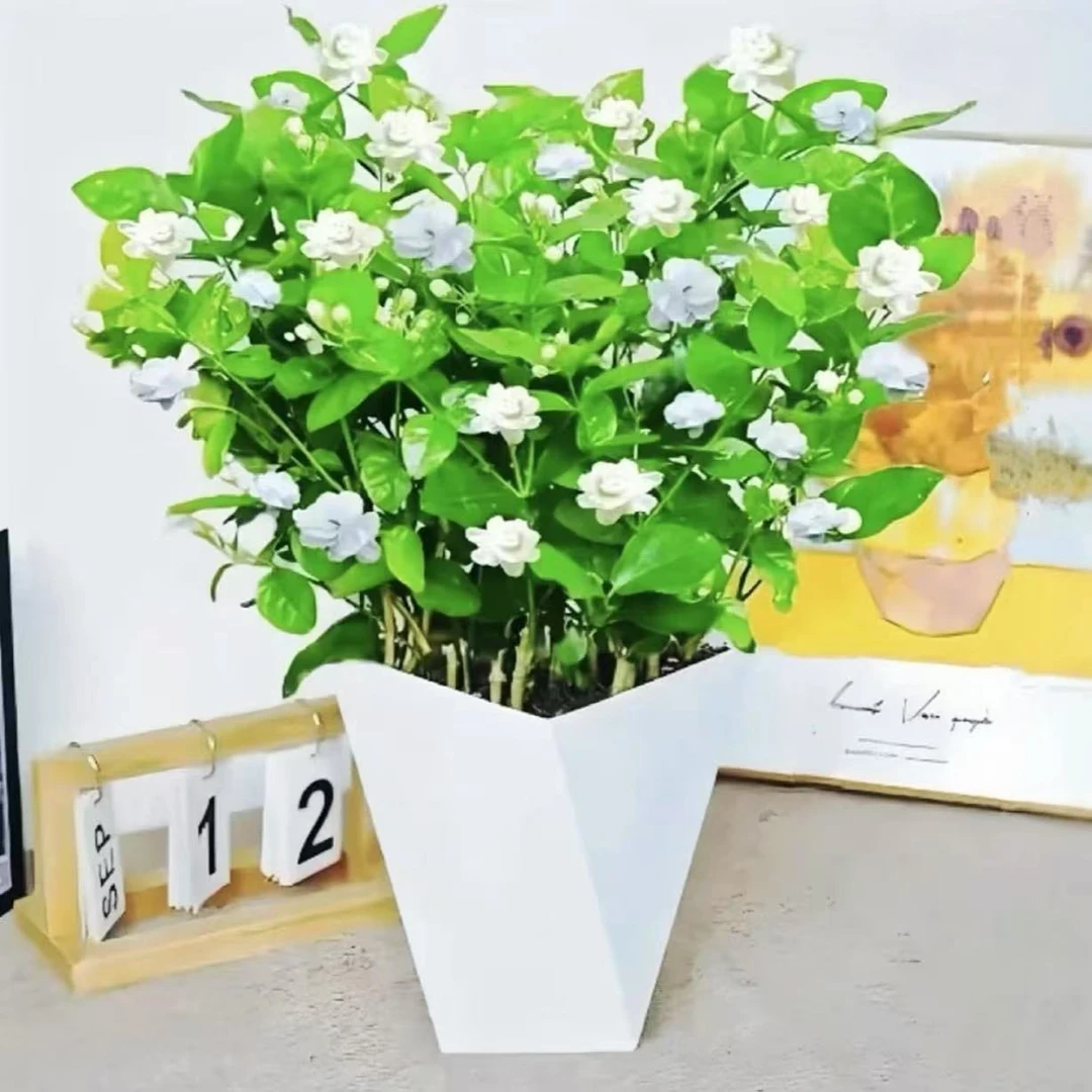 【带盆发货带花苞】重瓣浓香茉莉花盆栽室内外种植四季开花好养活托