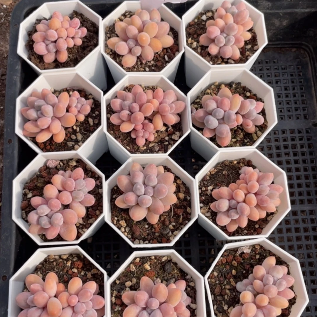 不包整散 盆子不售后1724