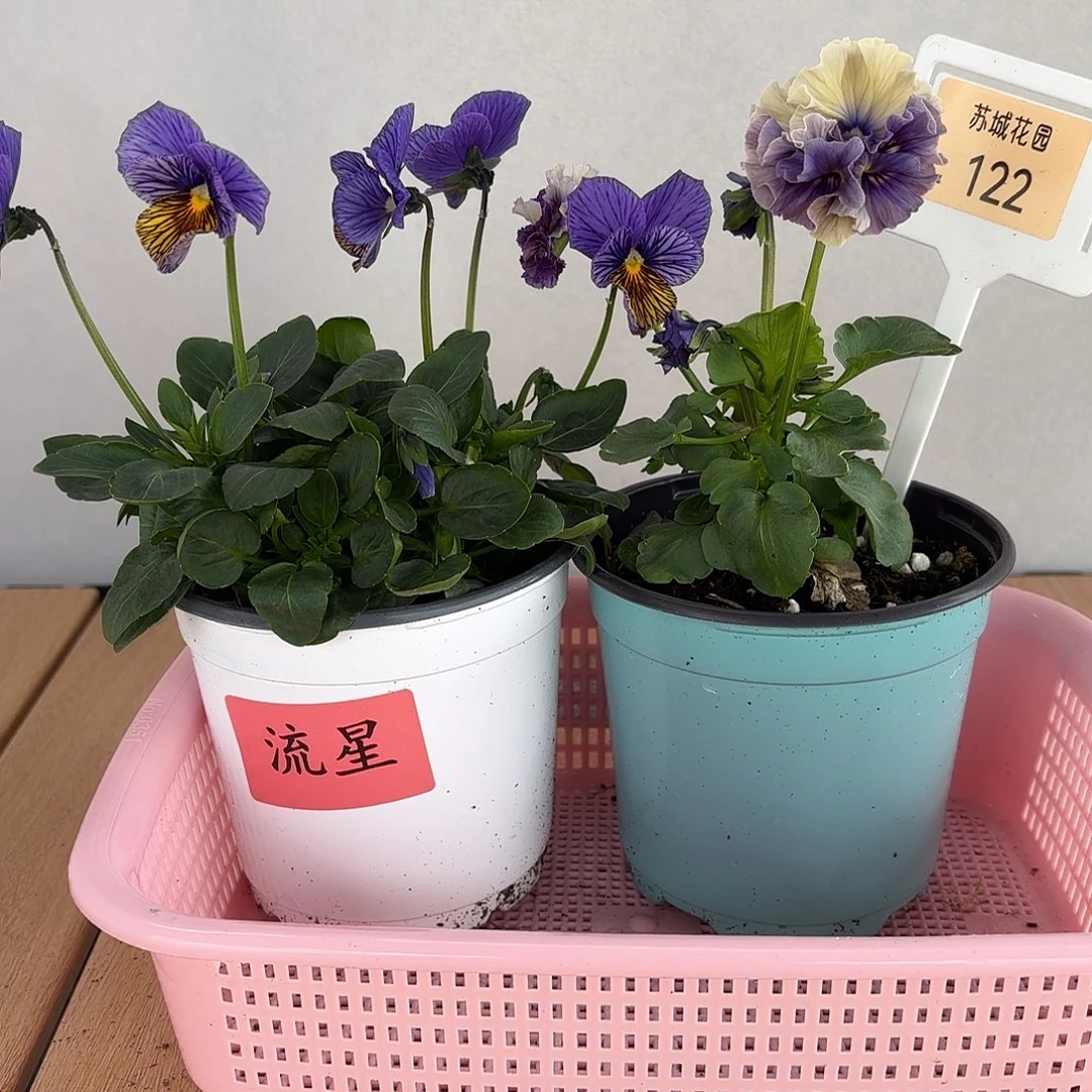 大部分开放少量花苞122