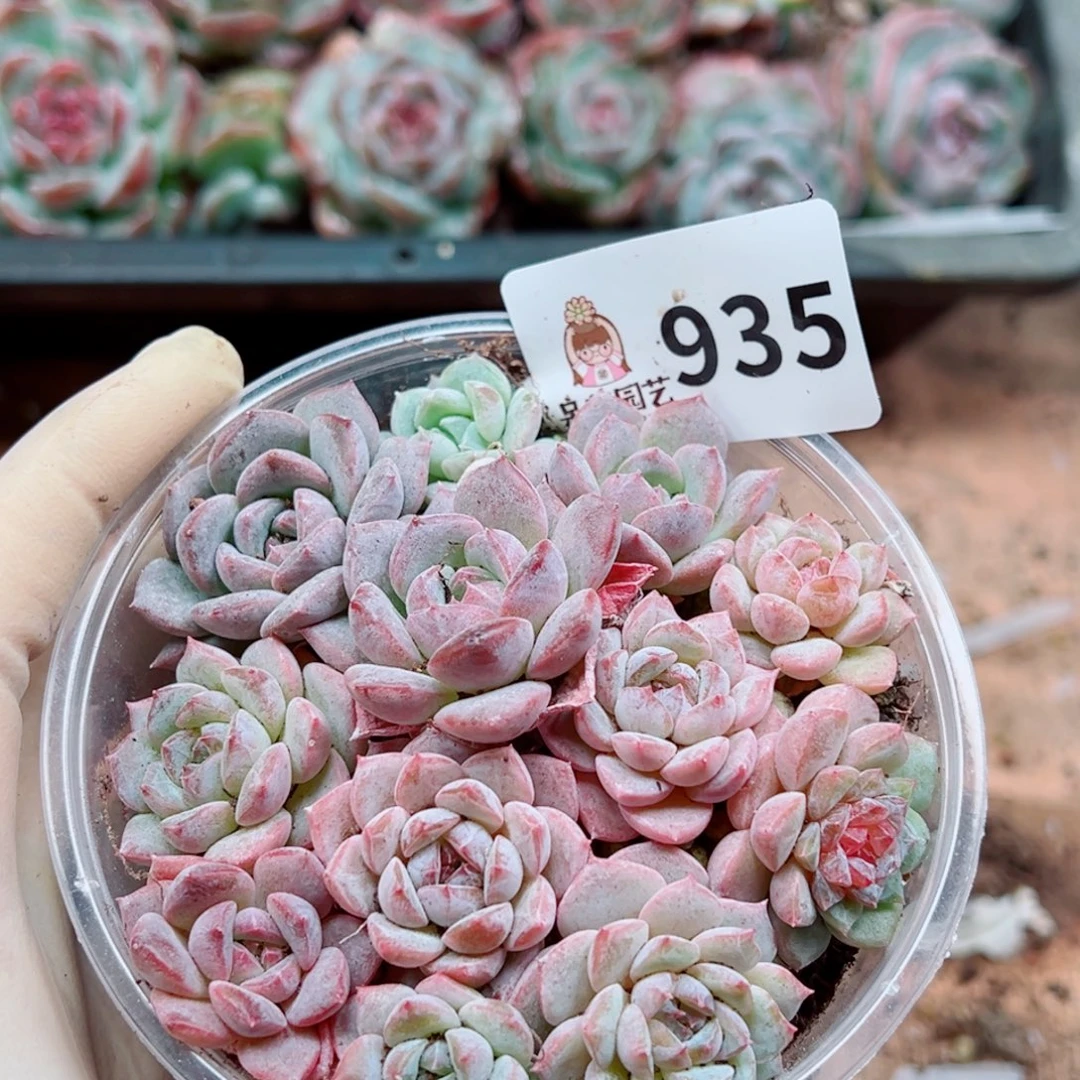 多肉植物多肉植物