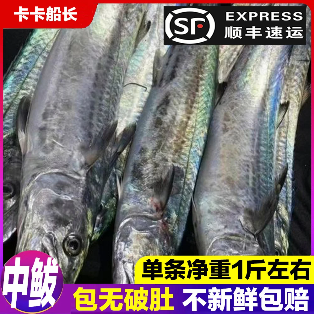 【中鲅鱼】鲅鱼燕鲅蓝点马鲛、1斤左右、包新鲜无破肚