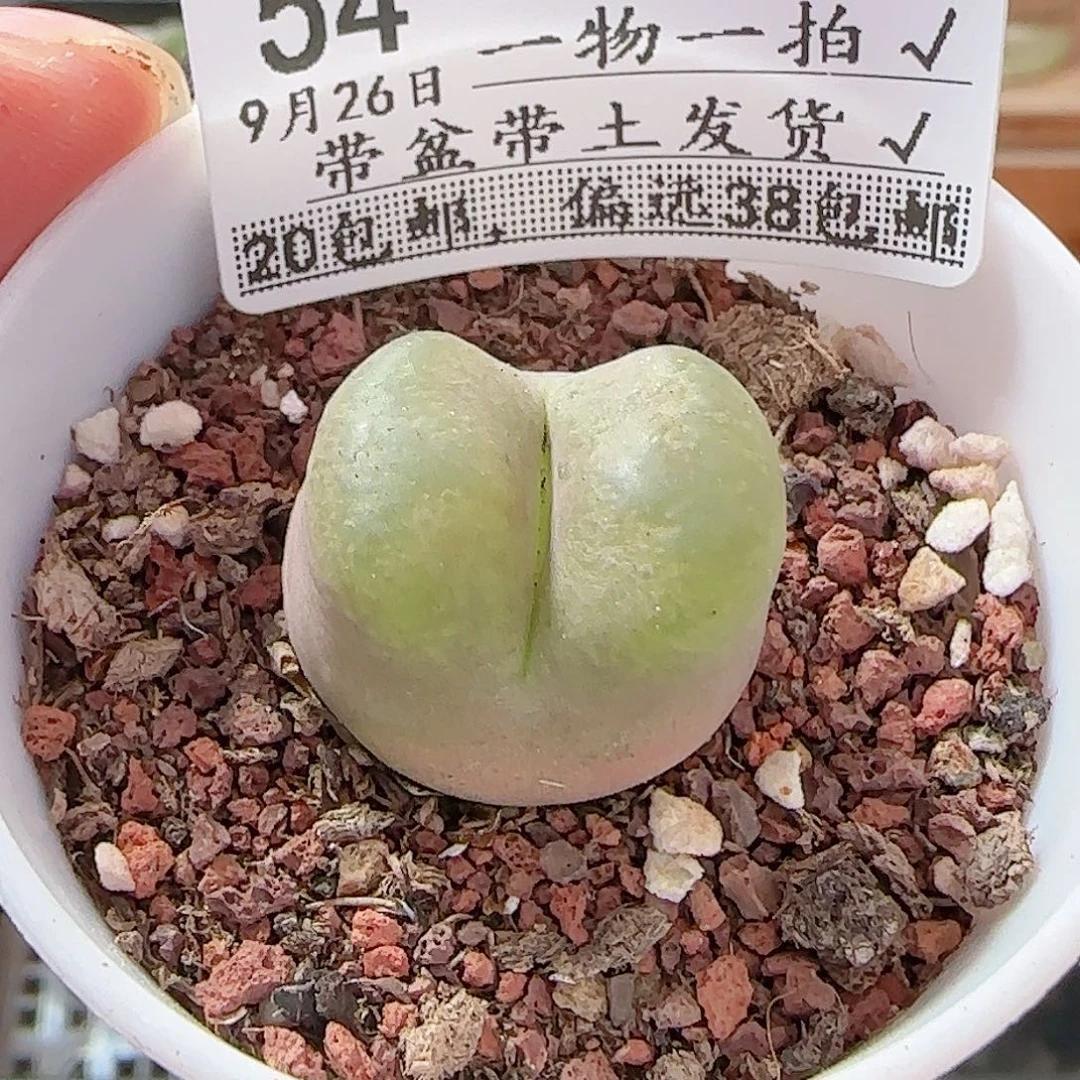 多肉0926--54毛汗尼