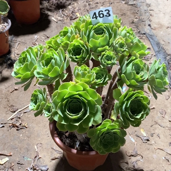 法师植物一物一拍463