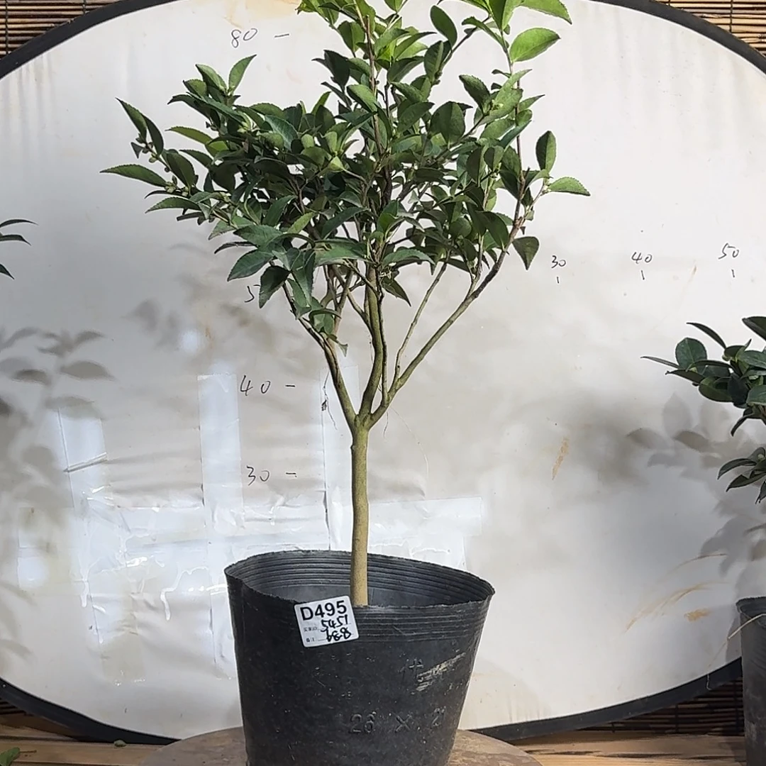 无花朵495紫丁香98