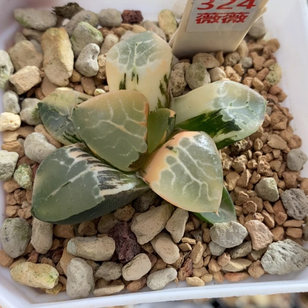 324号火凤凰克锦多肉