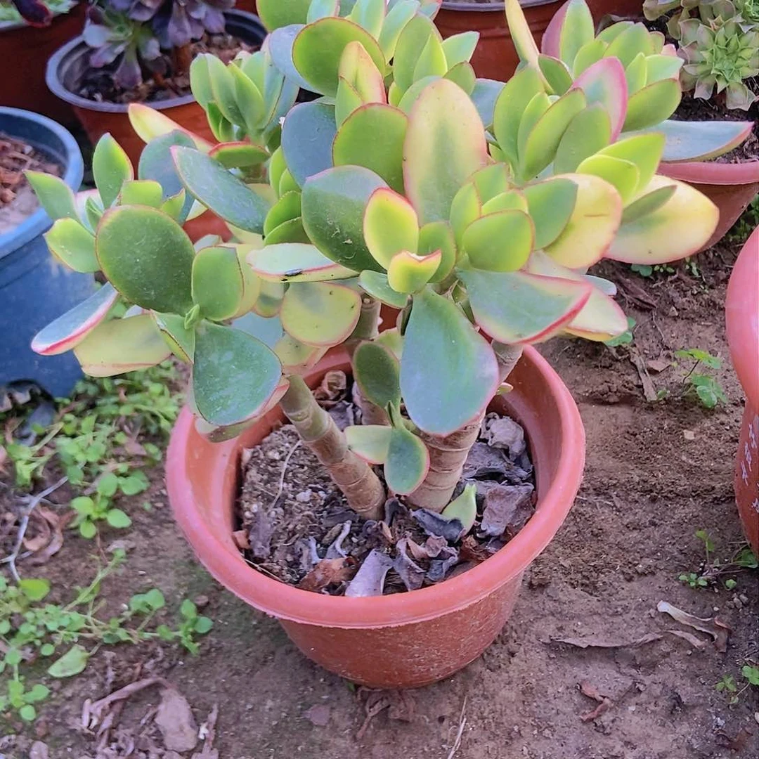 404新花月锦老庄