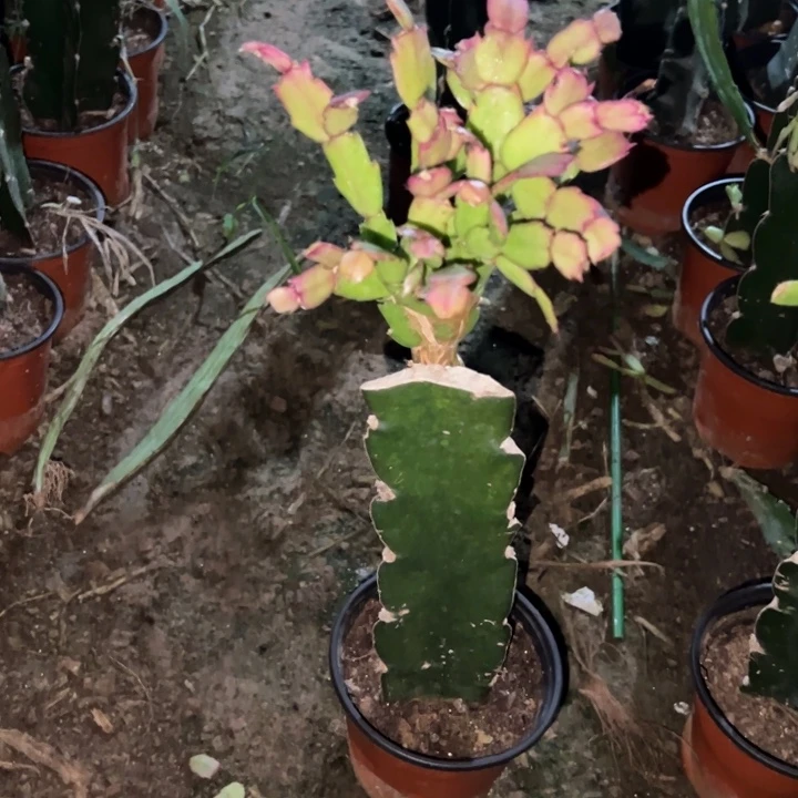 冷***瑰当前无花栽培后可以开花补差价换掉037   36